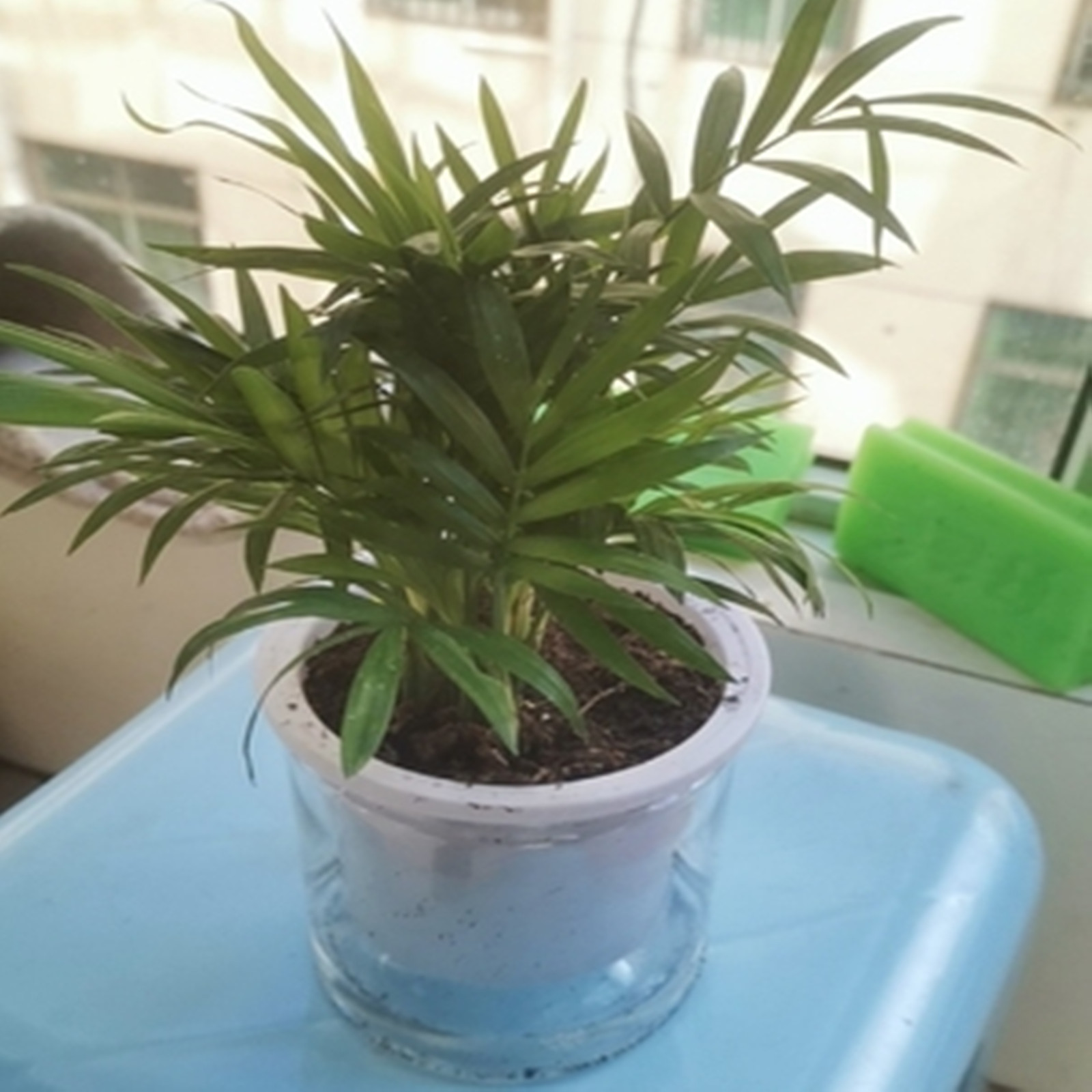 Self Watering Planter Potten M - Japanese Garden Bonsai recensie en prijs