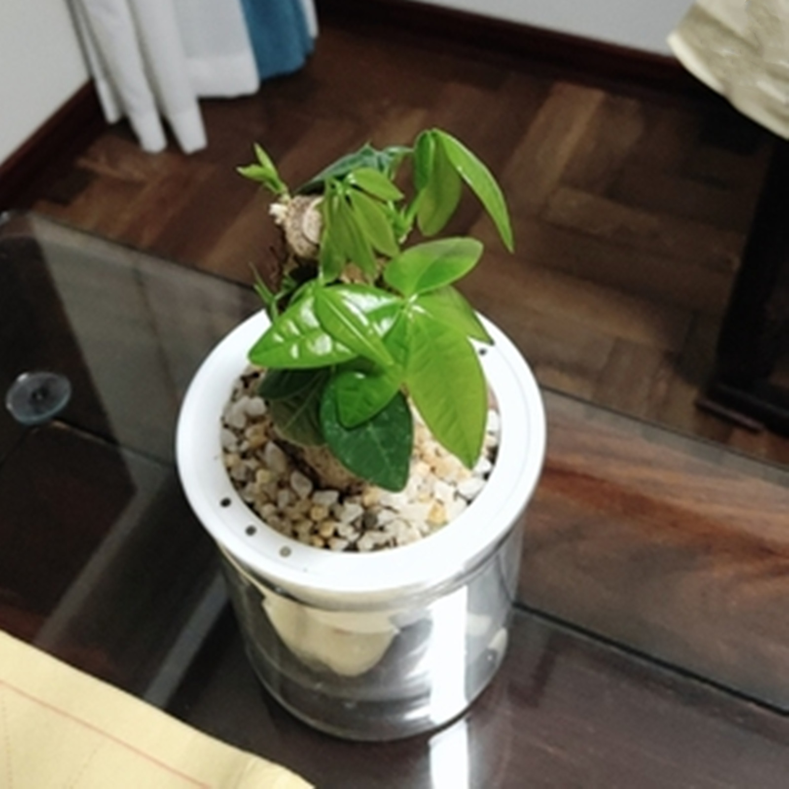 Self Watering Planter Potten M - Japanese Garden Bonsai recensie en prijs