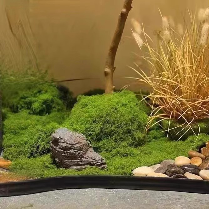 200g Eeuwig leven mos DIY amba - Bonsai Garden Mini recensie en prijs