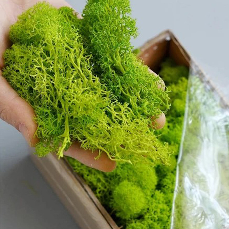 100/200/500g Eeuwig Leven Mos  - Bonsai Garden Mini recensie en prijs