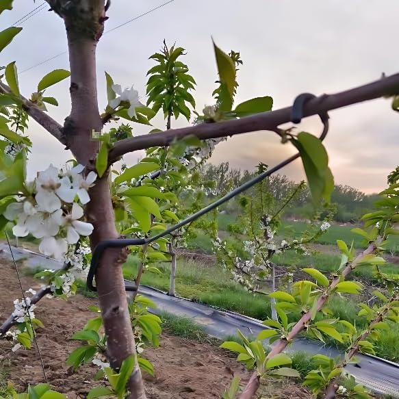 Verstelbare fruitboomtakvormer - Bonsai Gardening recensie en prijs